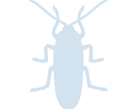 Offshore pest control services